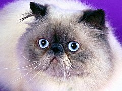 Ol' Blue, Blue Point Himalayan